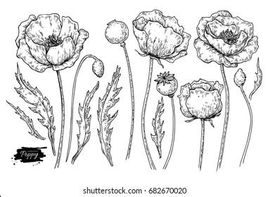 971 California Poppy Drawing Royalty-Free Photos and Stock Images | Shutterstock