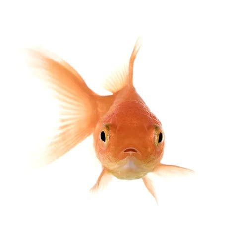 Goldfish on white - front view — Stock Photo © yoka66 #2170520