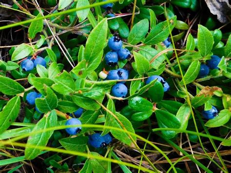 Lowbush Blueberry Information: Guide To Lowbush Blueberry Care