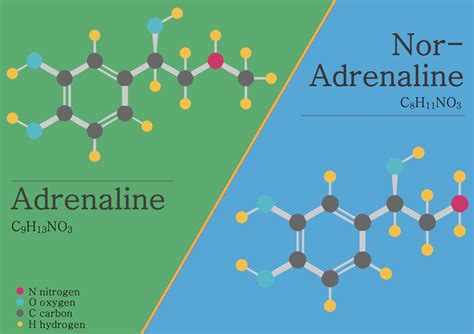 Adrenaline and Noradrenaline — What Are the Differences and Similarities? — Andréas Astier