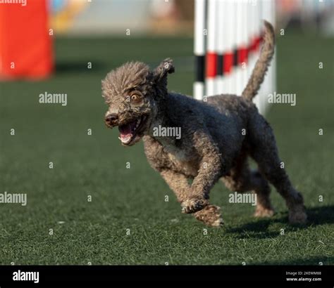 Dog jumping agility competition Stock Photo - Alamy