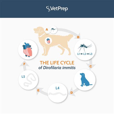 Dirofilaria Immitis Life Cycle