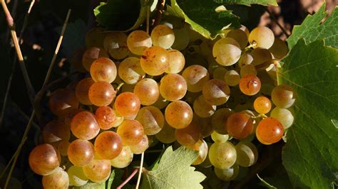 Muscat Blanc | Wine Guide | Virgin Wines