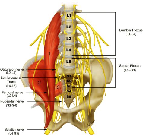 lumbar nerve diagram