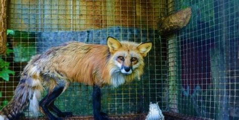 The Fur Industry: Animals Used for Their Skins | PETA