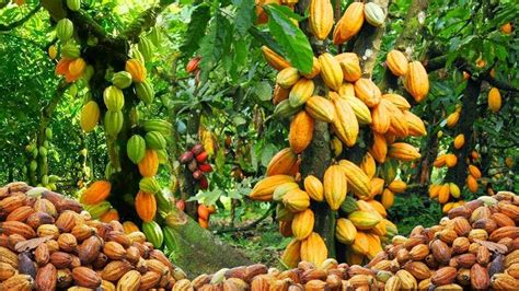 AMAZING COCOA FRUIT HARVESTING - COCOA BEAN PRODUCTION | HOW TO MAKE CHOCOLATE - YouTube