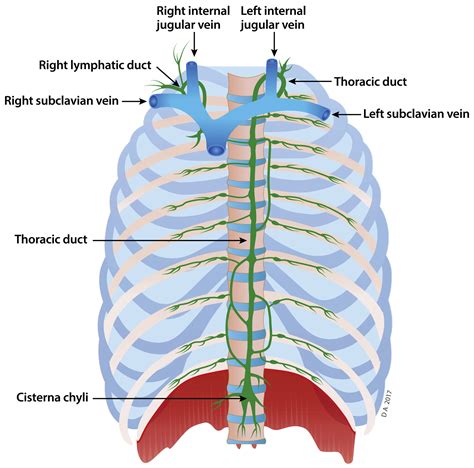 Magnetic Resonance Lymphangiography - Radiologic Clinics