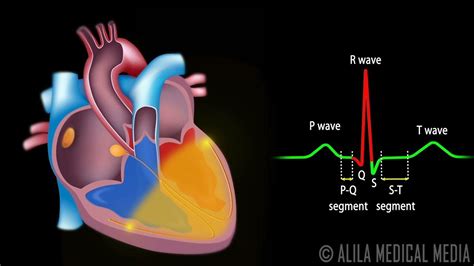 cardiac conduction system and understanding ECG, good animation to study for class | Amazing ...