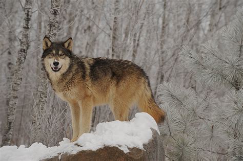 Canadian Timber Wolf - Wildlife Shots