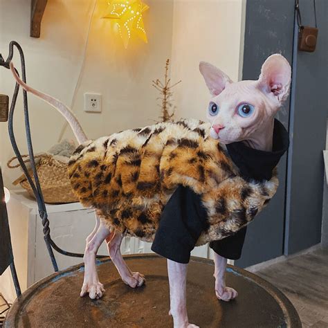 Hairless Cat Clothes Sweater for Cat Sphynx Cat Clothes - Etsy