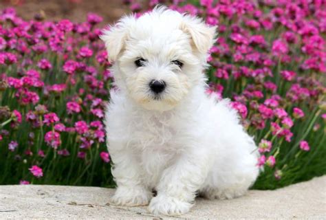 Maltese Puppies for Sale - Keystone Puppies