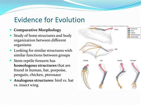 PPT - Evolution: descent with modification PowerPoint Presentation ...