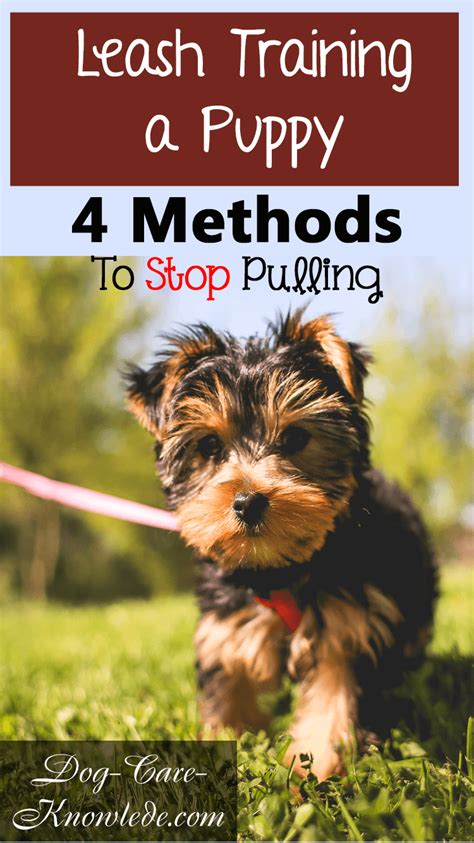 Leash Training A Puppy: 4 Easy Ways That Will Make Pulling Stop