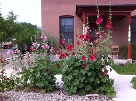 Salida Colorado. Love the hollyhocks in the front yard. | Salida colorado, Front yard, Cabins ...