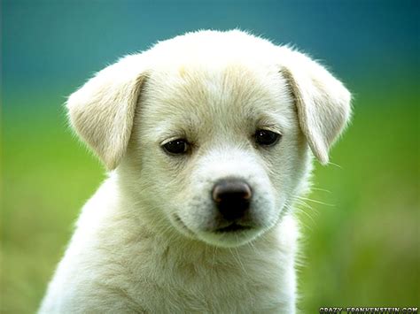 cute-puppy-dog-wallpapers – Deaf Dogs Rock