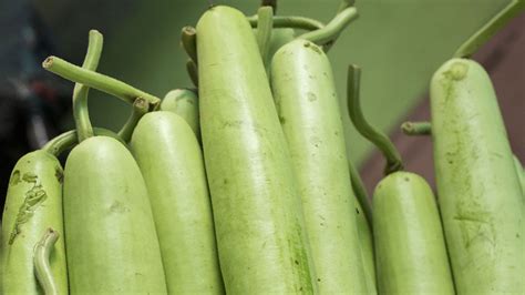 சுரைக்காய் நன்மைகளும் தீமைகளும், benefits and side effects of bottle gourd | bottle gourd side ...