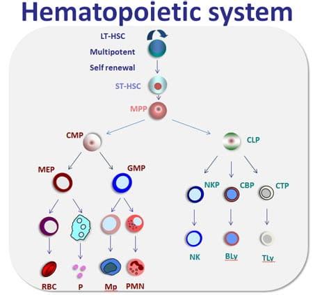 Molecular mechanism of hematopoietic stem cell regeneration | Filippi Lab