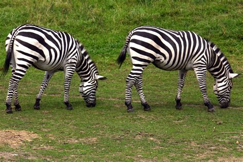 2 zebras free image | Peakpx