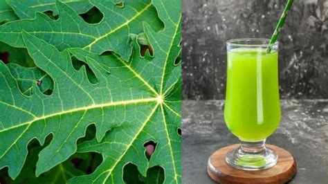 Benefits of Papaya Leaf Juice, Uses & Side Effects - besthomediet