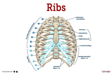 Floating Ribs