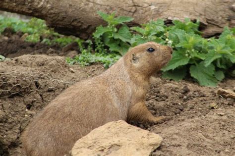 Groundhog On The Menu - These Predators Will Order Some Woodchuck