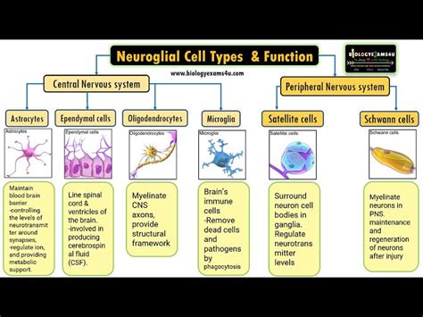 Types Of Neuroglial Cells