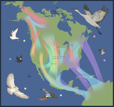 Blackpoll Warbler Migration Map