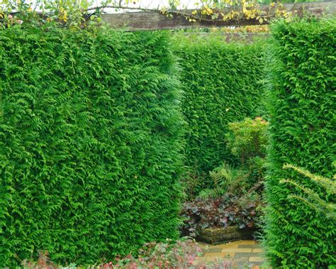 Best hedging plants: 12 choices for creating green garden boundaries | Gardeningetc