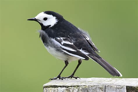 Pied Wagtail by Fausto Riccioni - BirdGuides