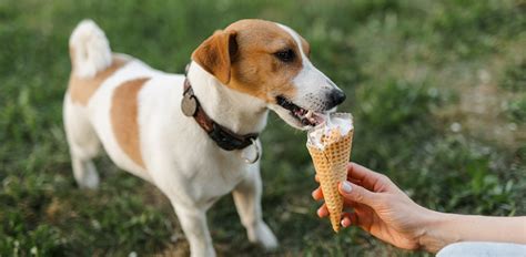 Can Dogs Eat Ice Cream? Is it Safe for Your Pooch? - The Vets