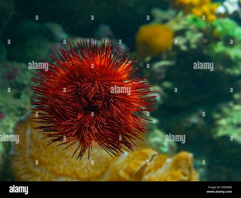 red sea- urchin Stock Photo - Alamy