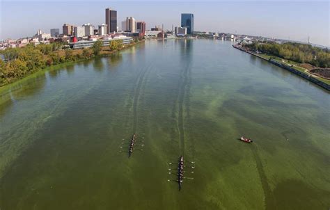 Maumee River algae brings back memories of 2014 water crisis - The Blade