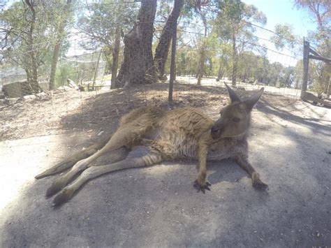 Ballarat Wildlife Park : Up Close With Australian Animals - The Kid Bucket List