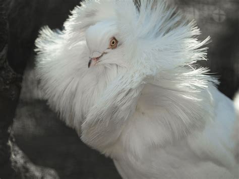 Fancy Pigeons