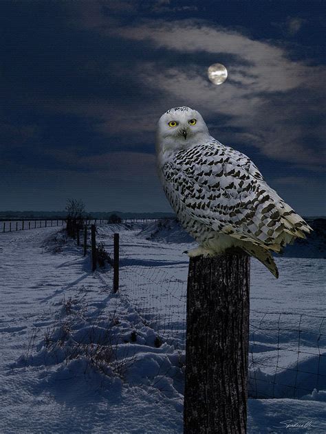 Snowy Owl In Snow