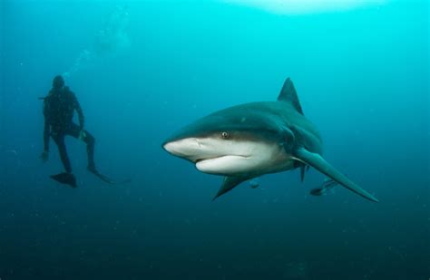 55-year-old Australian diver 'lucky to be alive' after being mauled by giant bull shark