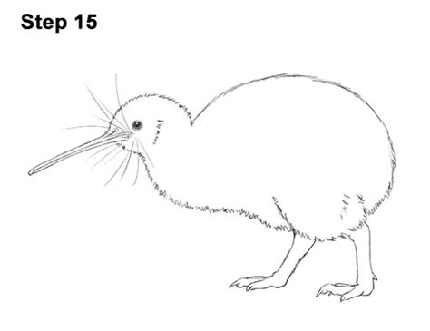 How to Draw a Kiwi Bird