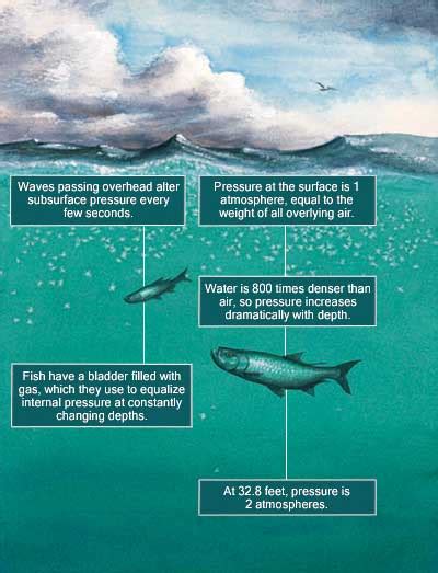 Barometric Pressure And Fishing: What Is Their Correlation? | Outdoor ...