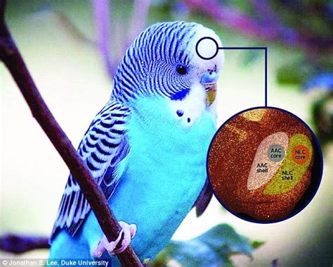 How do parrots talk? Wiring in the brain may explain their ability to ...