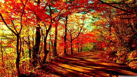 Fall Forest Wallpapers - 4k, HD Fall Forest Backgrounds on WallpaperBat