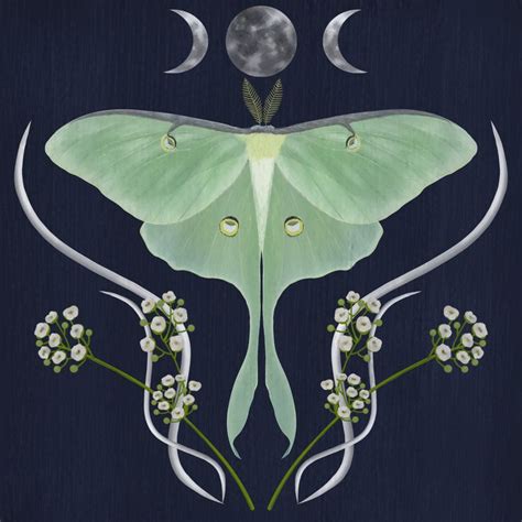 Luna Moth in 2020 | Clip art, Downloadable art, Art