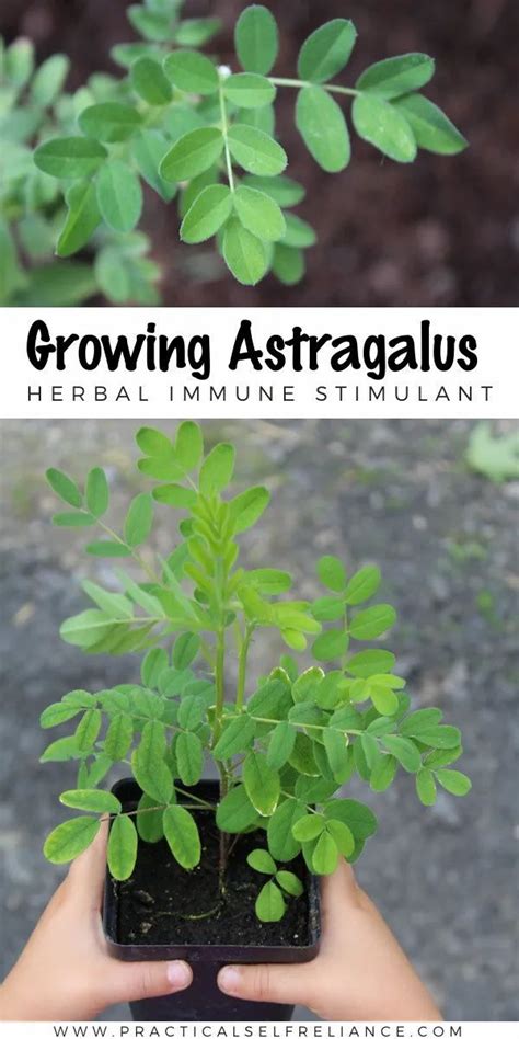 How to Grow Astragalus (Plus Ways to Use It) in 2021 | Medicinal herbs ...