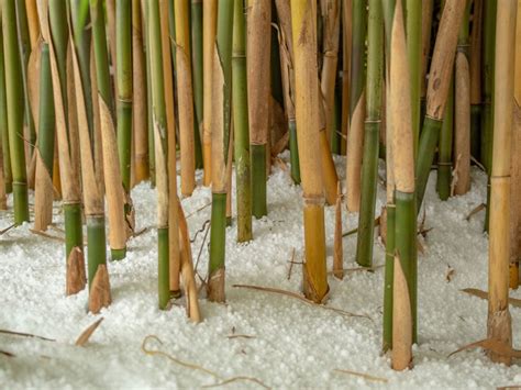 Protecting Bamboo From Cold: What To Do With Bamboo In Winter