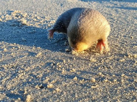 Blind golden mole that swims through the sand rediscovered in SA – The Mail & Guardian