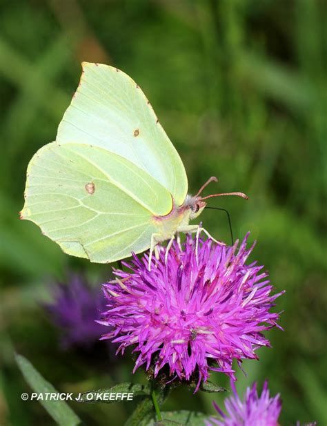 Raw Birds: BRIMSTONE BUTTERFLY (Gonepteryx rhamni) [Female] Lullymore ...