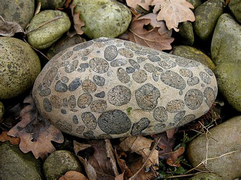 Puddingstone pebble | A well rounded pebble of puddingstone … | Flickr