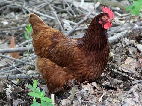 Rhode Island Red hen - Learn at Homesteader Me