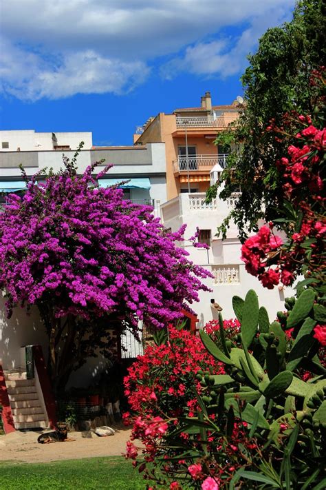 Roses, Girona | Girona, Spain, Red peppercorn