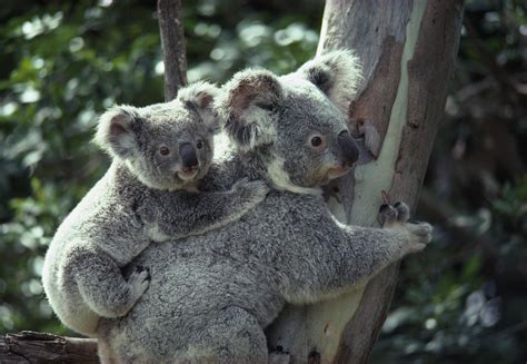 A koala bear hugs a tree Photograph by National Geographic