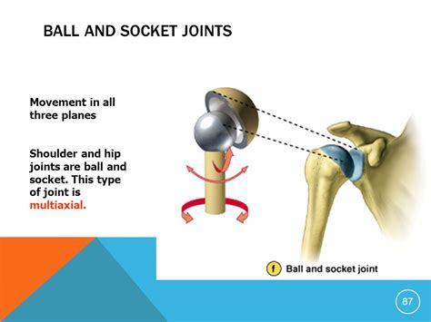 Is a ball and socket joint a uniaxial joint because motion is limited to rotation in a single ...